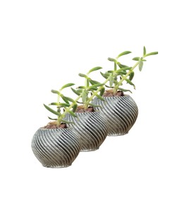 Mini Çiçek Saksı Küçük Sukulent Gümüş Eskitme Kaktüs Saksısı 3'lü Set İnce Çizgili Spiral Model